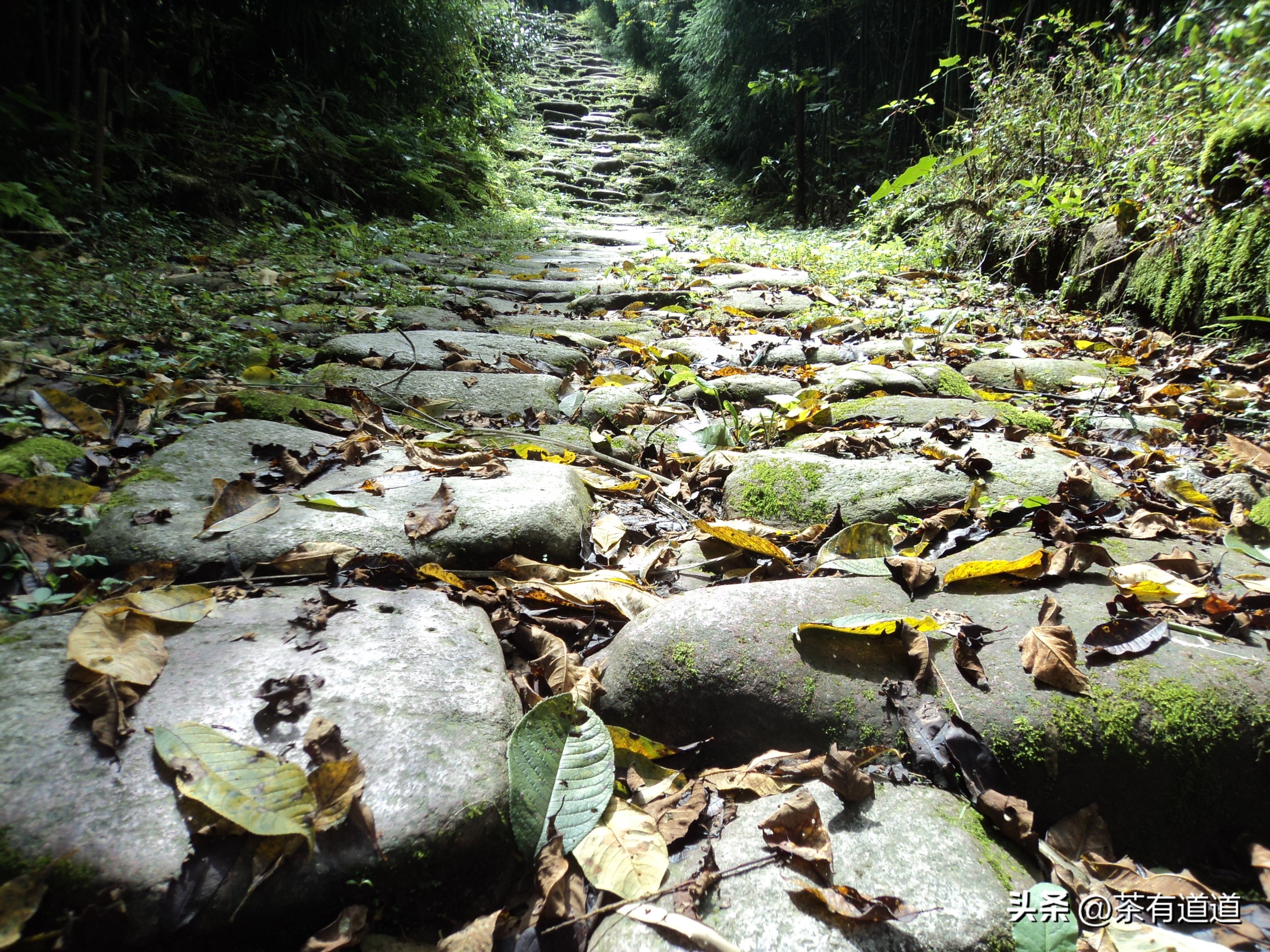 川藏南线茶马古道,四川荥经茶马古道路线图