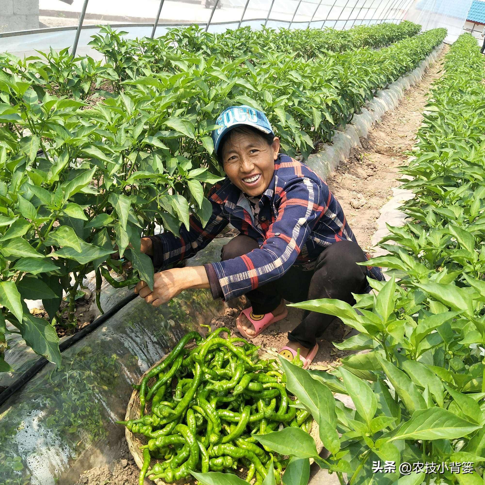 大田作物换茬有什么好处,什么叫轮茬种植