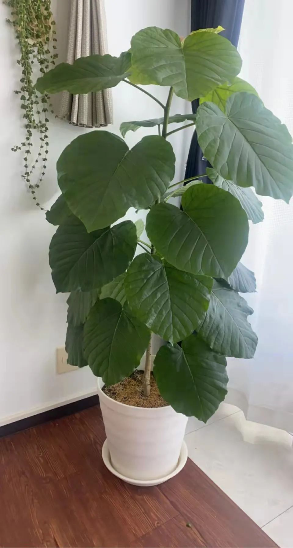 适合家中养的绿植大盆栽耐干旱,最好养的客厅绿植大盆栽