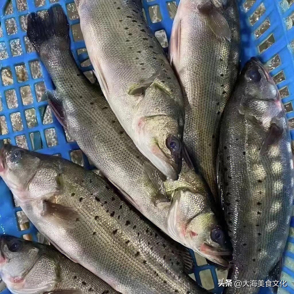 野生海鲈鱼的10种最佳吃法,野生的淡水鲈鱼最好吃的做法