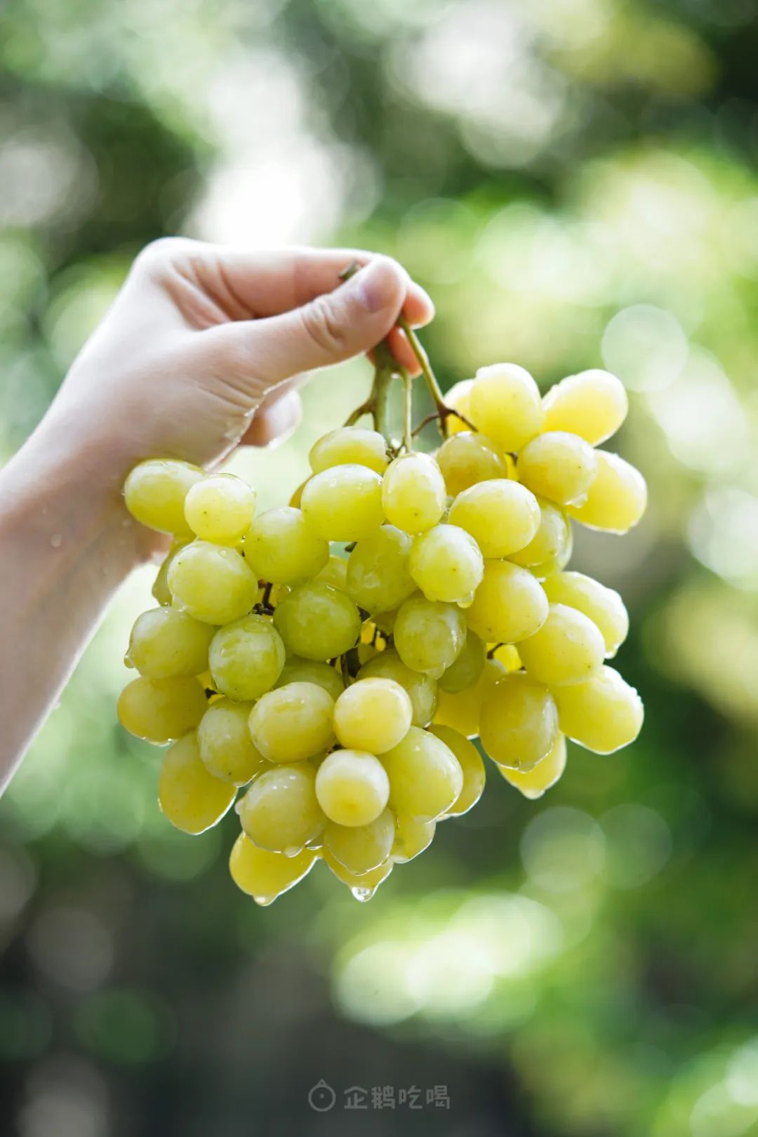 最近新出哪些水果好吃点,十大又贵又不好吃的水果