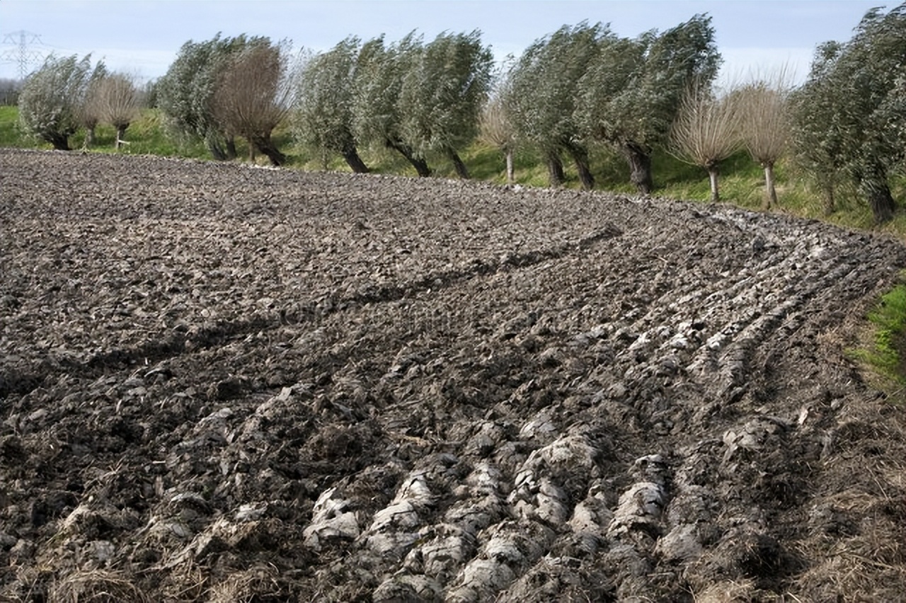 生姜种植技术大全及方法,生姜种植的时间和种植技巧方法