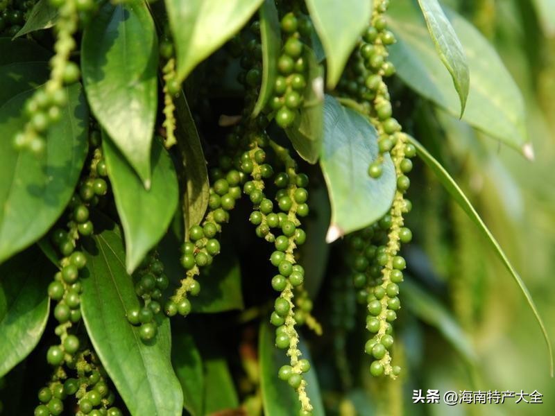 今年海南胡椒价格行情,海南胡椒最新价格