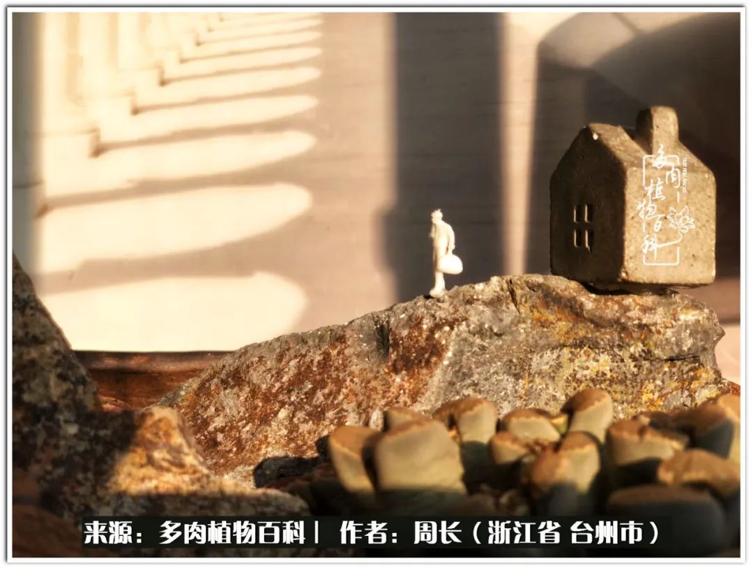 云南树脂粘土多肉组合拼盘创意,多肉拼盘的五个要点是什么