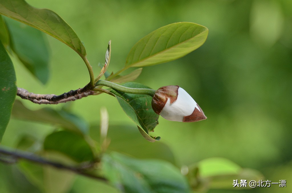 抚顺天女木兰苗规格,抚顺的天女山