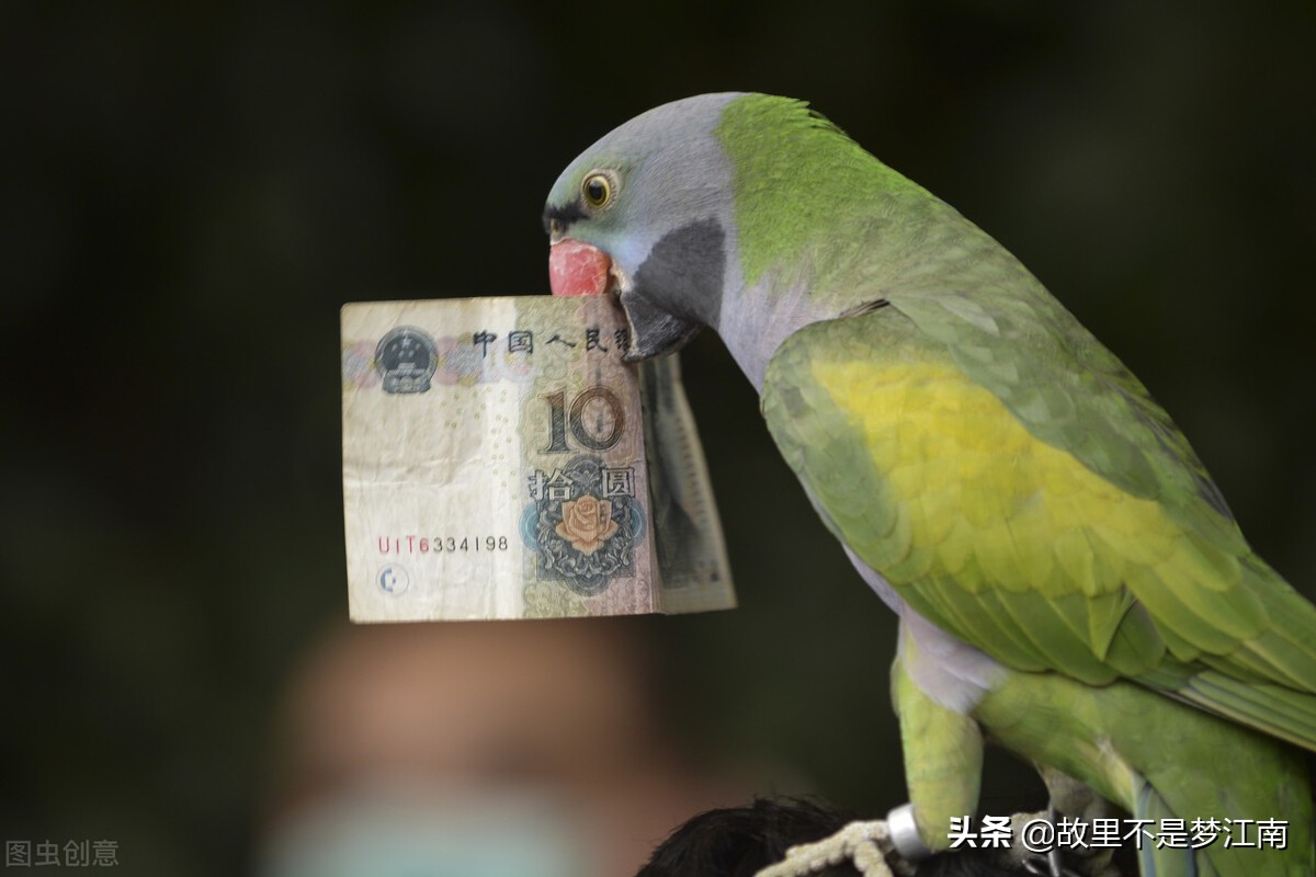 百鸟园儿童乐园,百鸟公园儿童乐园