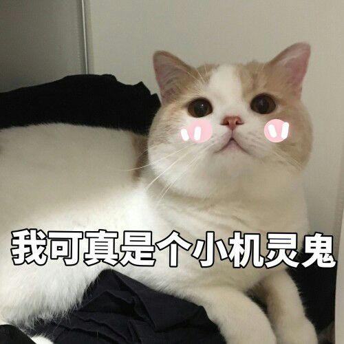 猫咪瘦了吃什么发胖,猫咪增肥吃什么罐头测评