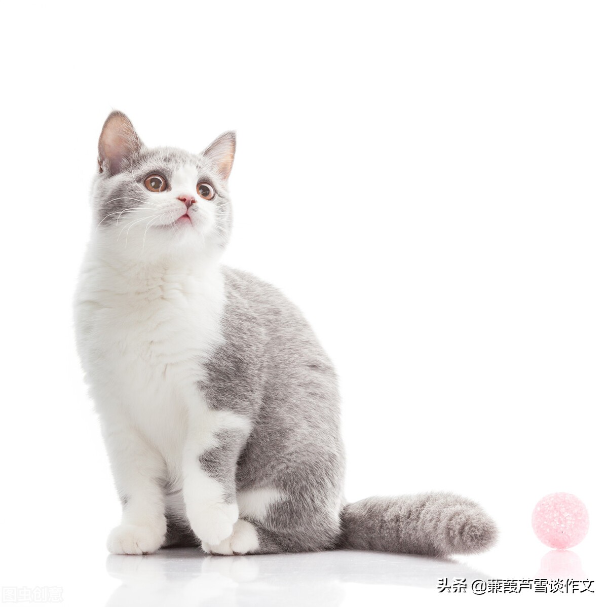 从两篇《猫》谈起——阿宝老师的“作文经”（一四五）