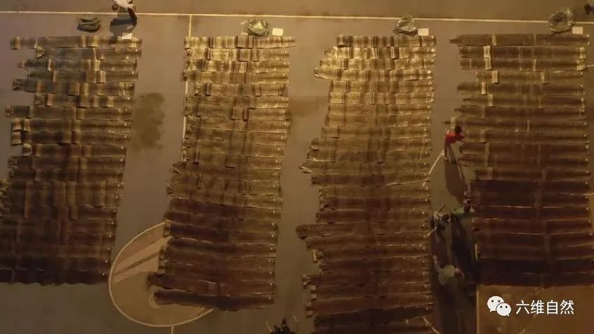 抓捕过最长的蟒蛇,最长蟒蛇视频真实