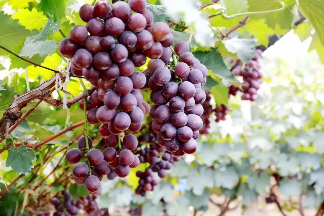 最好吃的爆浆葡萄,香甜爆汁葡萄