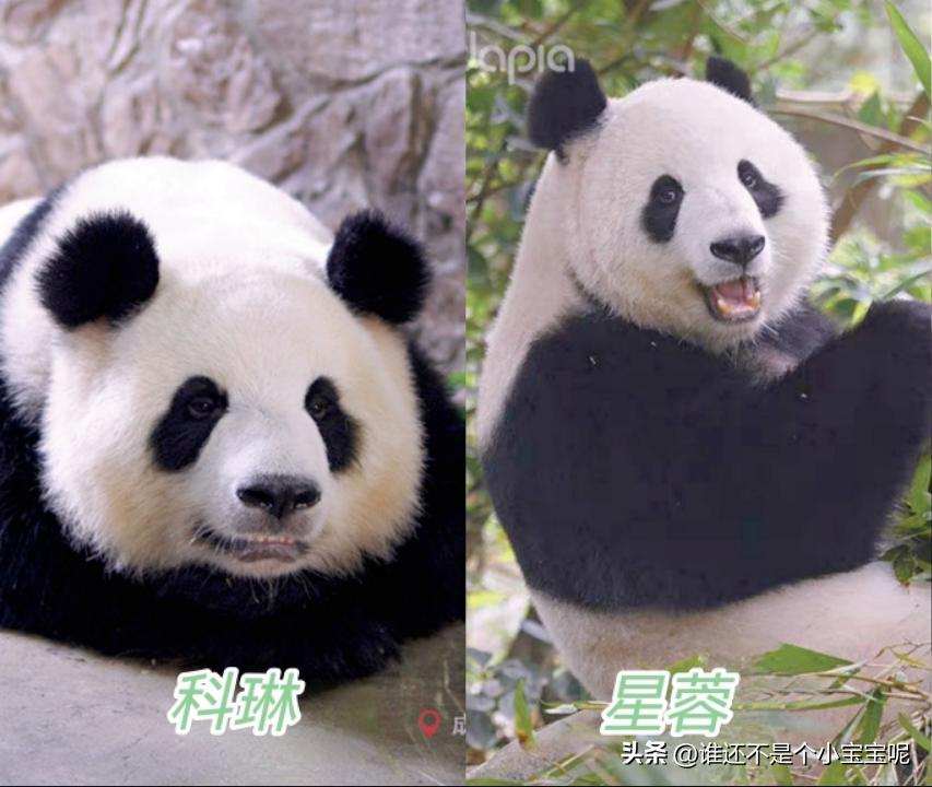 每天认识一只大熊猫和花,每天认识一支大熊猫