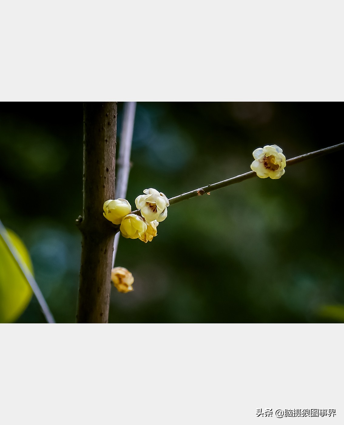 教你几个拍摄腊梅的摄影技巧干货,腊梅花怎样拍照好看