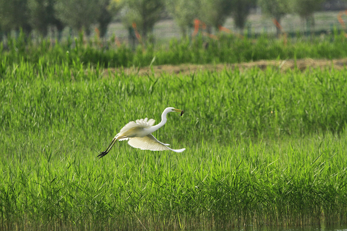 「散文」幽幽青草香，浅浅寄念远