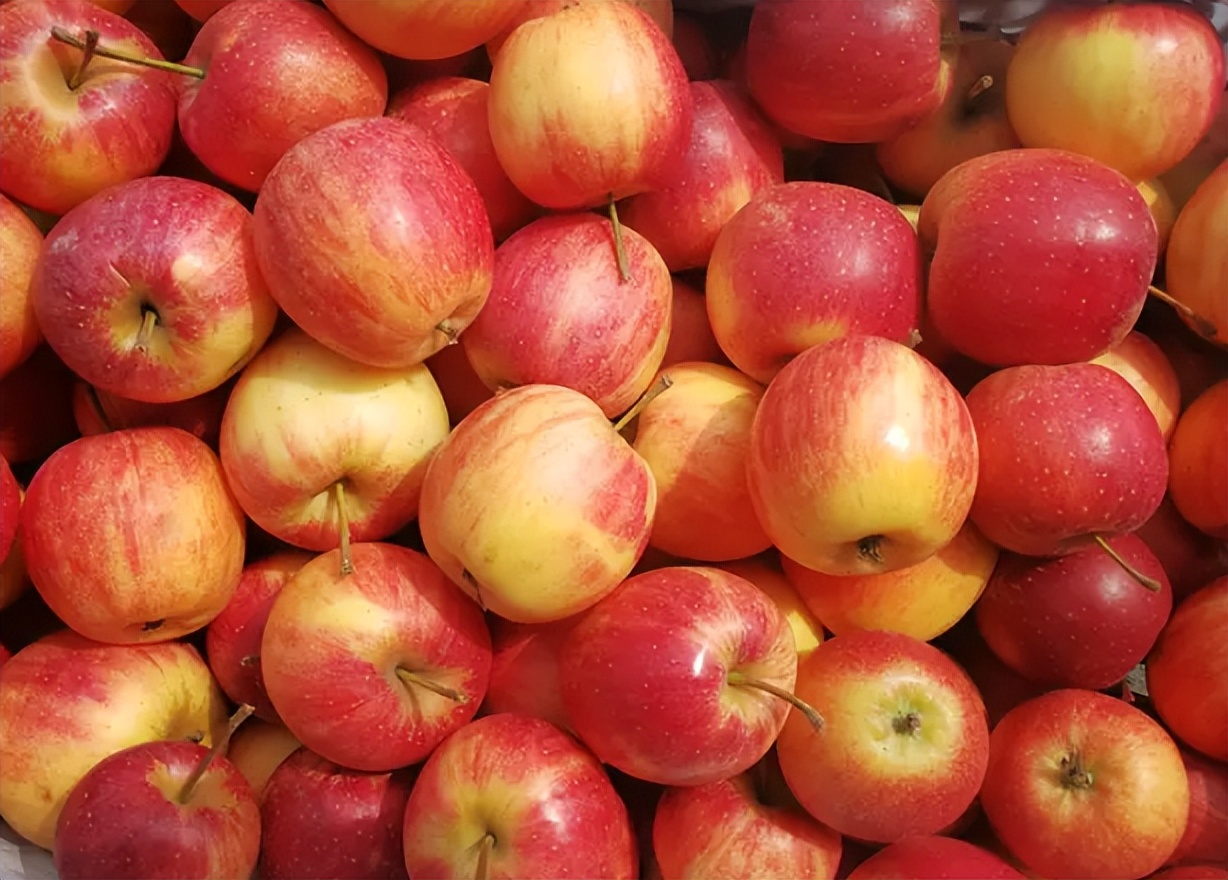 海棠果也叫沙果,海棠果又叫沙果吗