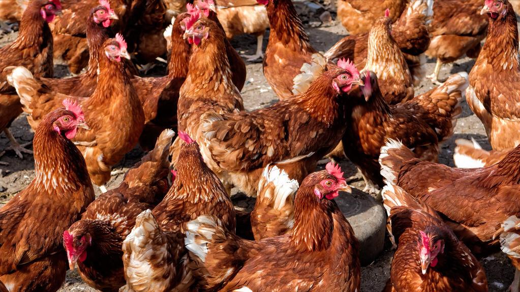 为什么返乡创业都选择养鸡,90后返乡创业养鸡