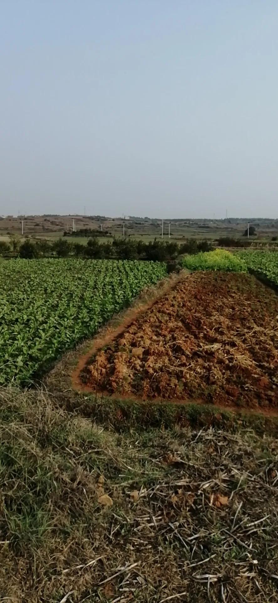 一号文件农业股,一号种子文件