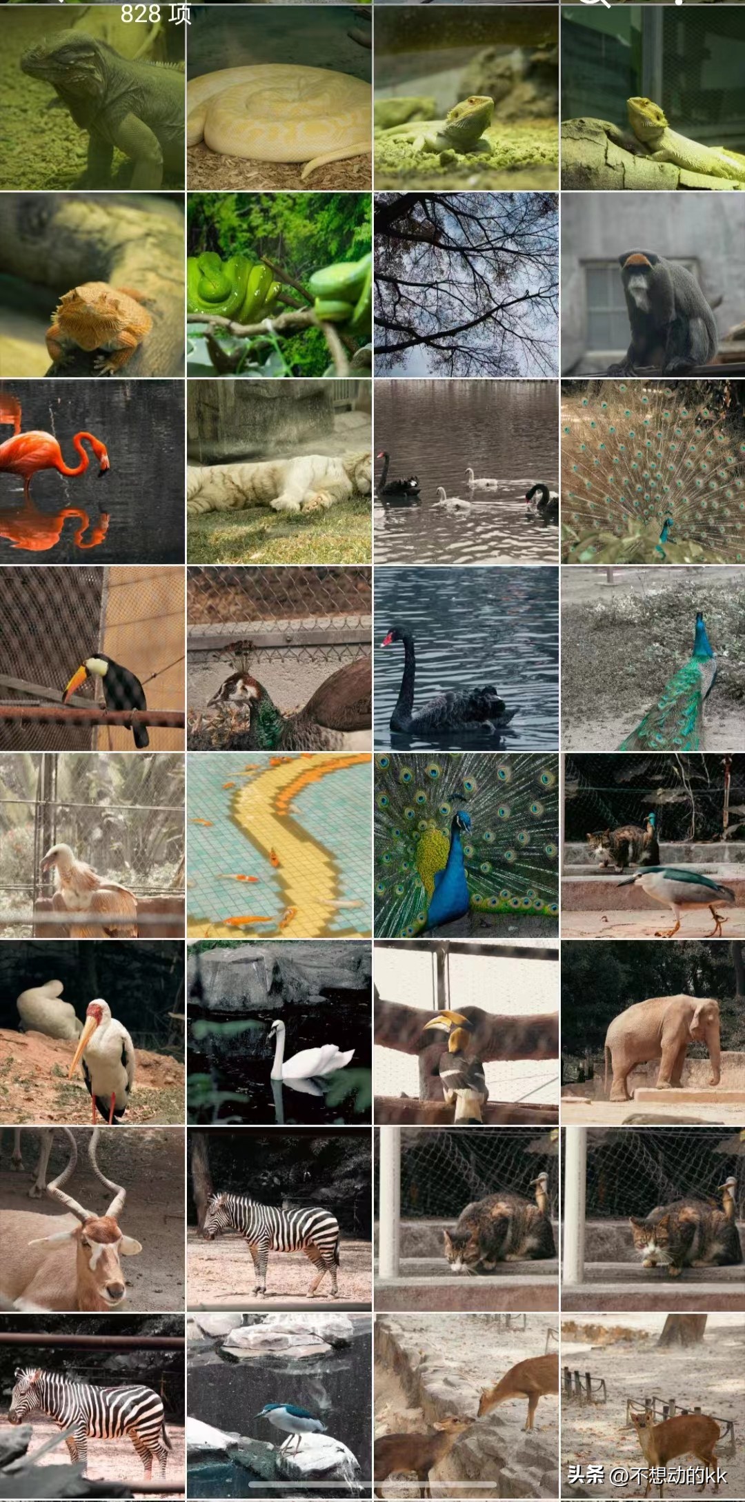 10元门票的广州动物园,广州动物园5元攻略