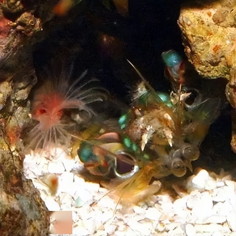 海水珊瑚缸鹦鹉螺,海水缸珊瑚视频大全