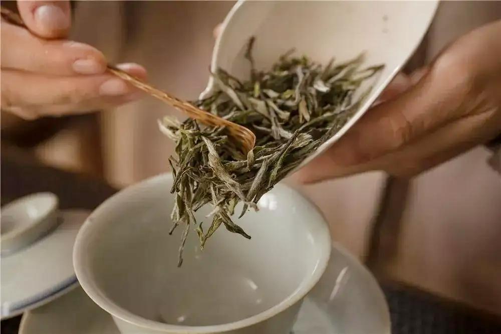 白茶为什么会返青,华源的白牡丹