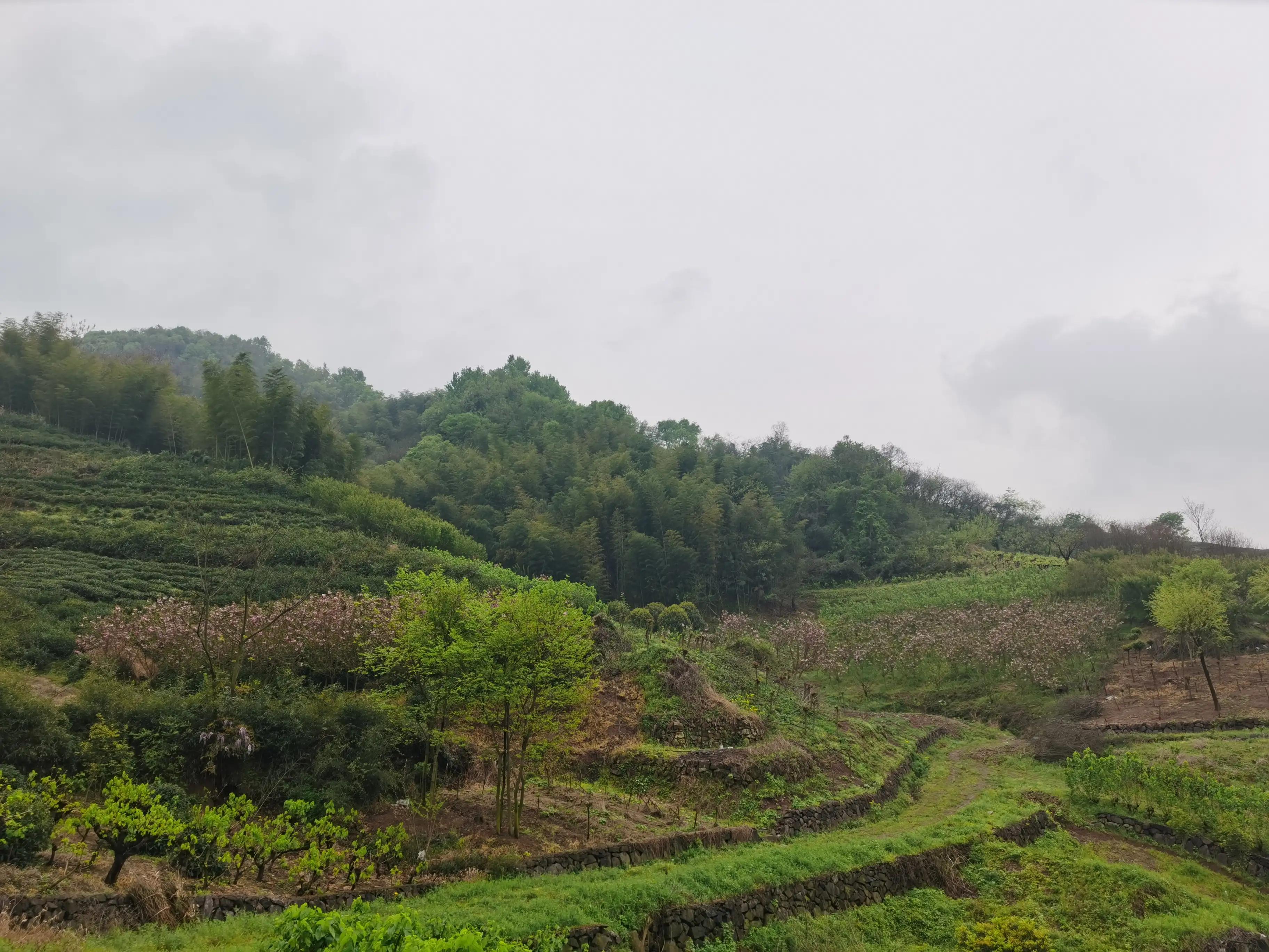 绍兴最好的笋丝梅干菜制作方法,浙江笋丝梅干菜的家常做法