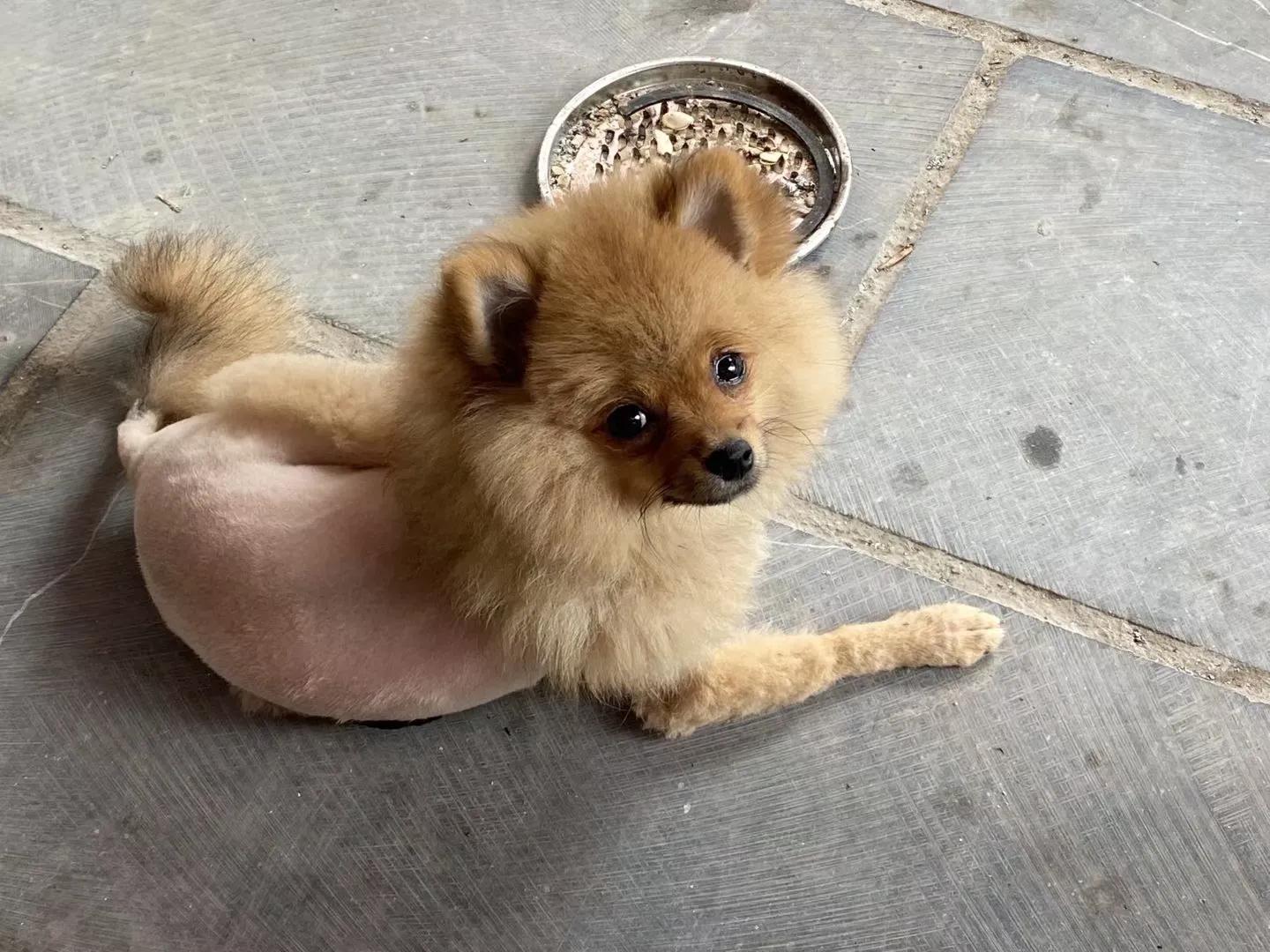 养狗小知识大全金毛,养狗小知识大全泰迪