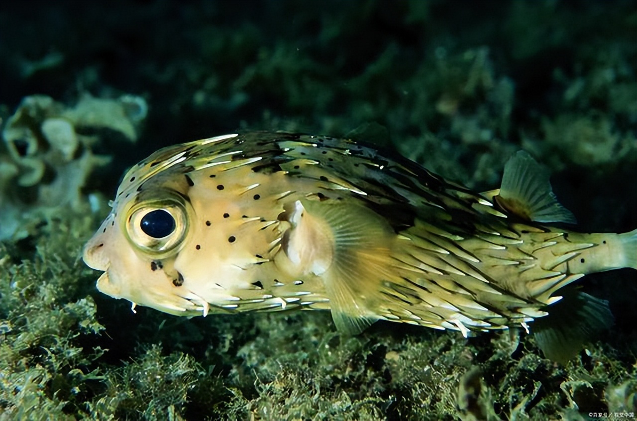 河豚毒性,河豚为什么吃了有毒的食物不中毒
