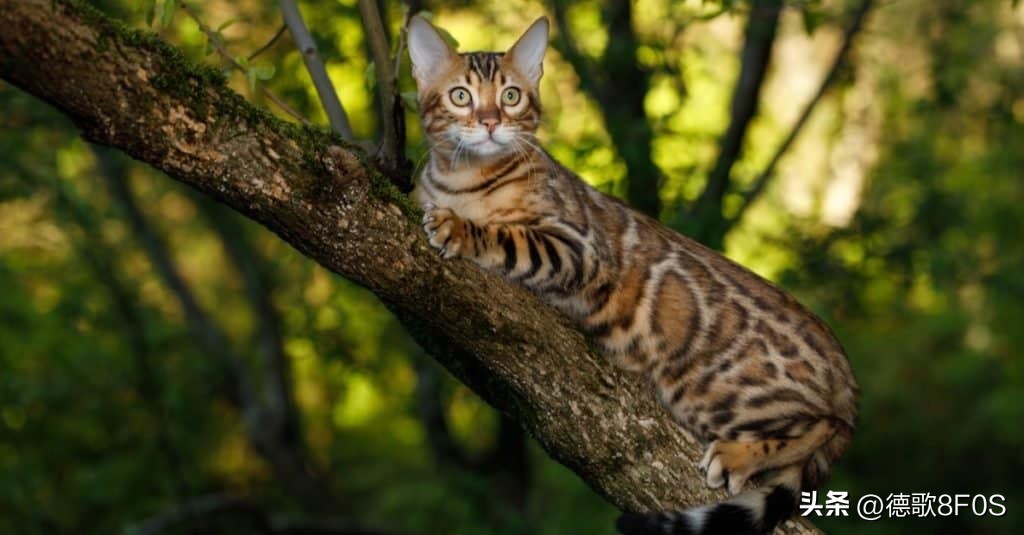 世界十大最昂贵的猫品种,世界上最昂贵的十个猫品种