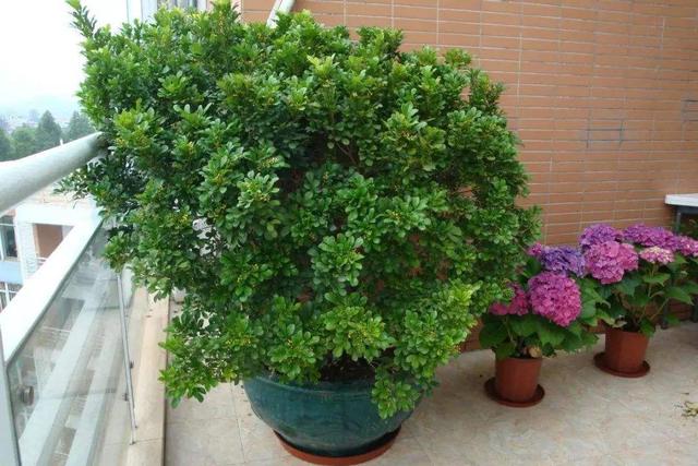 室内四季最好养的10种花,适宜在家中养的10种花排名