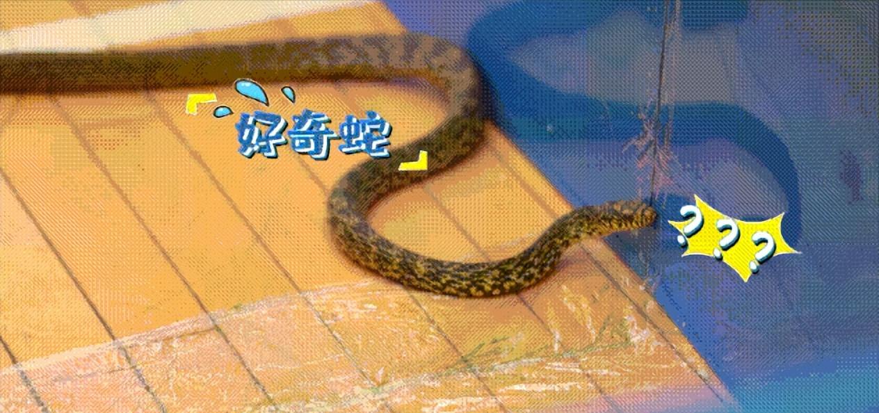 为什么现在的蛇不怕雄黄了,蛇为什么怕雄黄粉