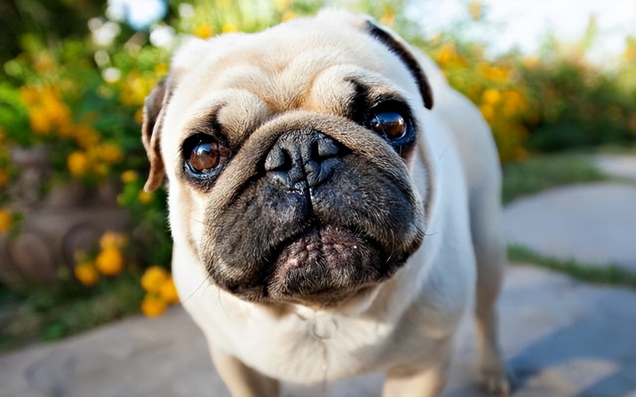 养巴哥犬的优缺点,第一次养狗适合养什么巴哥犬