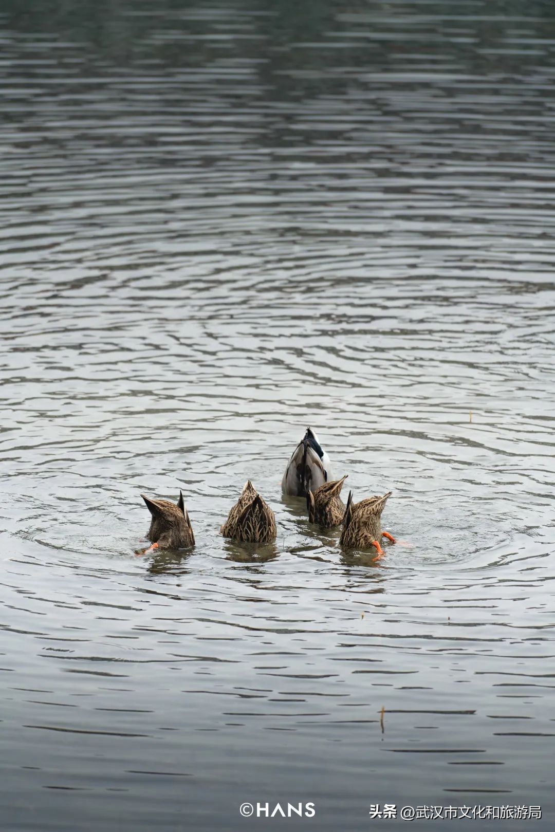 离武汉人最近的湿地，家楼下的10个宝藏小湖