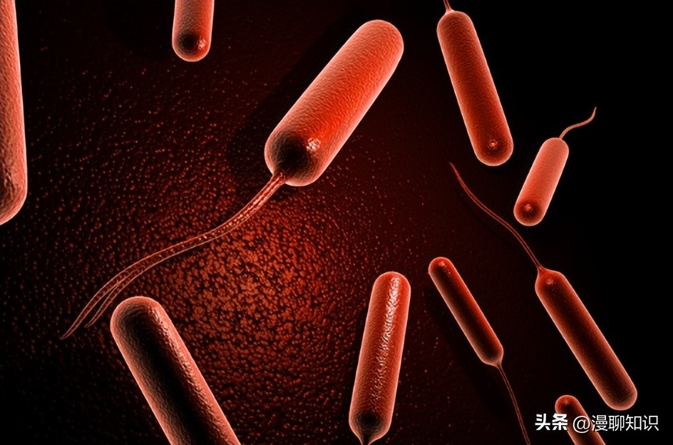 大肠杆菌的结构名称,大肠杆菌菌株基因型