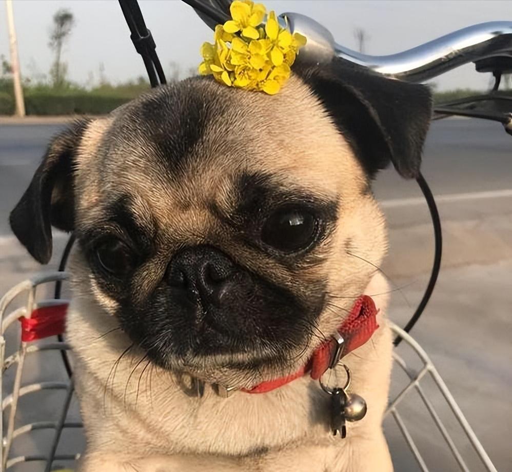 巴哥犬泪痕怎么处理,巴哥犬泪痕怎么解决