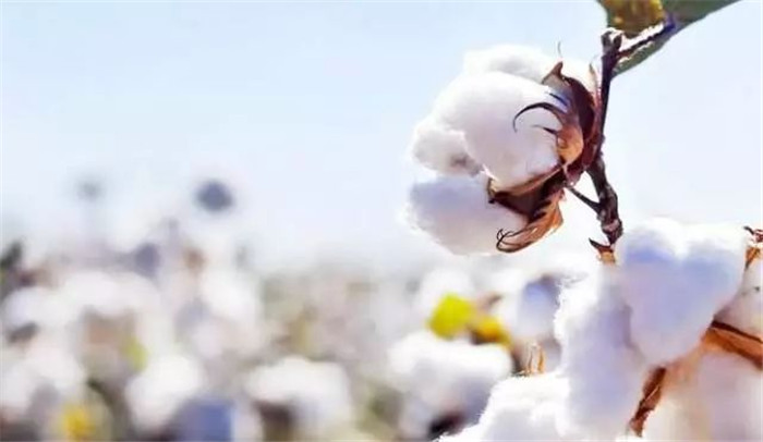 外贸成衣订单暴增,纺织订单大增