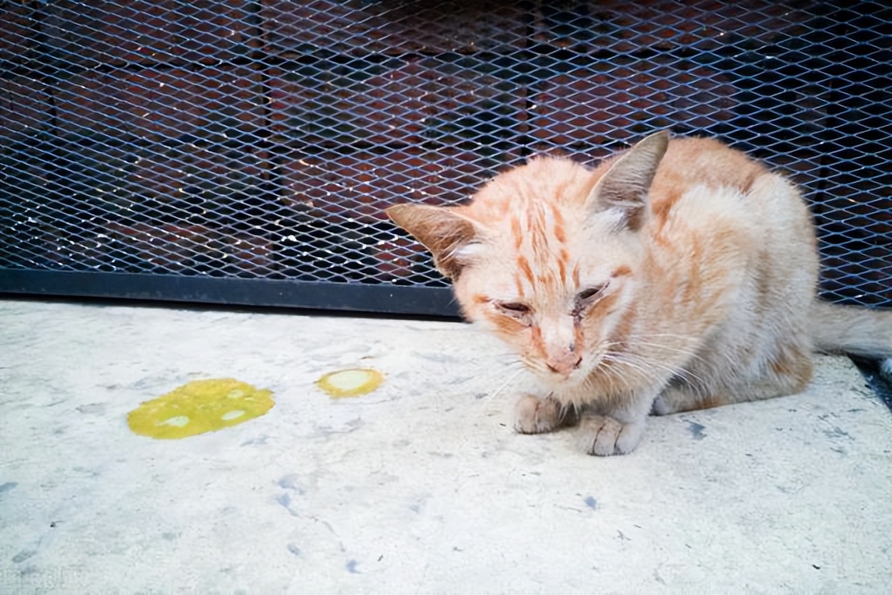 猫身上有白色米粒虫子是什么虫,猫身上一粒一粒的白色虫是什么