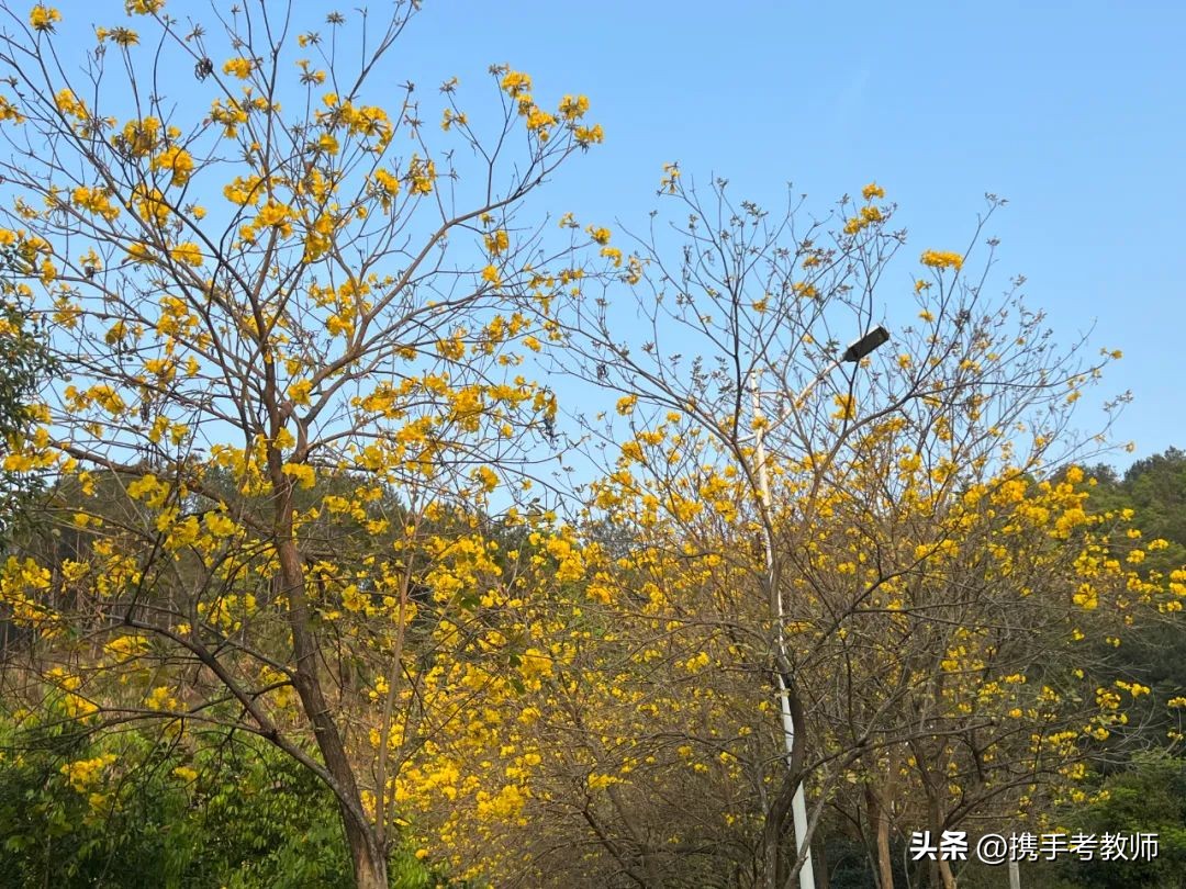 黄花风铃木品种介绍,黄花风铃木生长缓慢