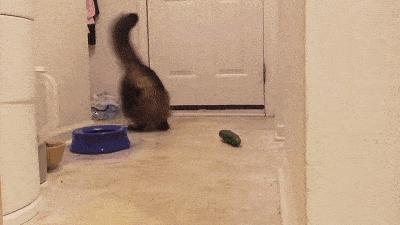 猫咪讨厌你的5个表现你中了几个,猫咪最讨厌的几种东西是什么呀