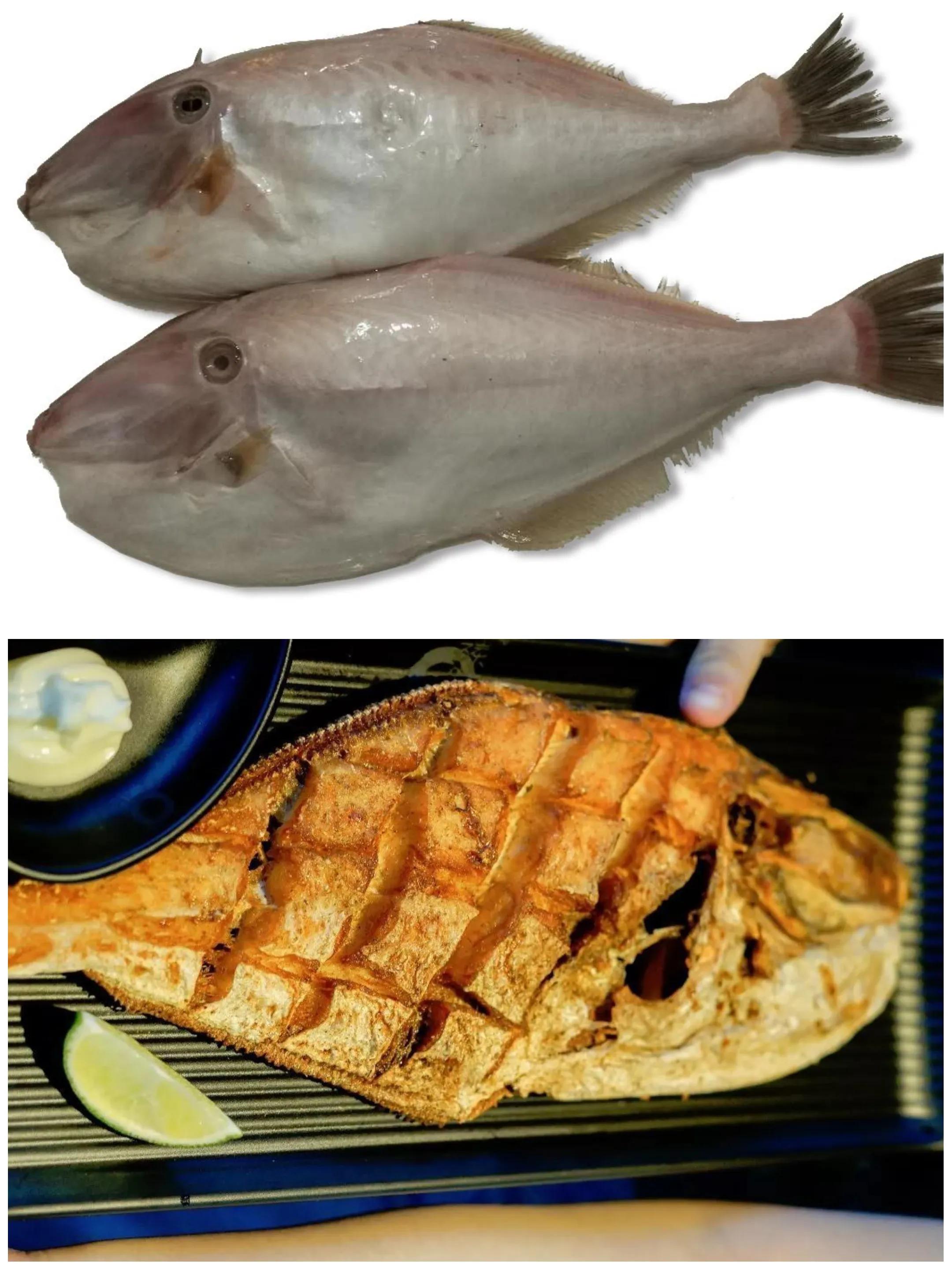 100种常见海鱼大全,常吃的海鱼图片及介绍