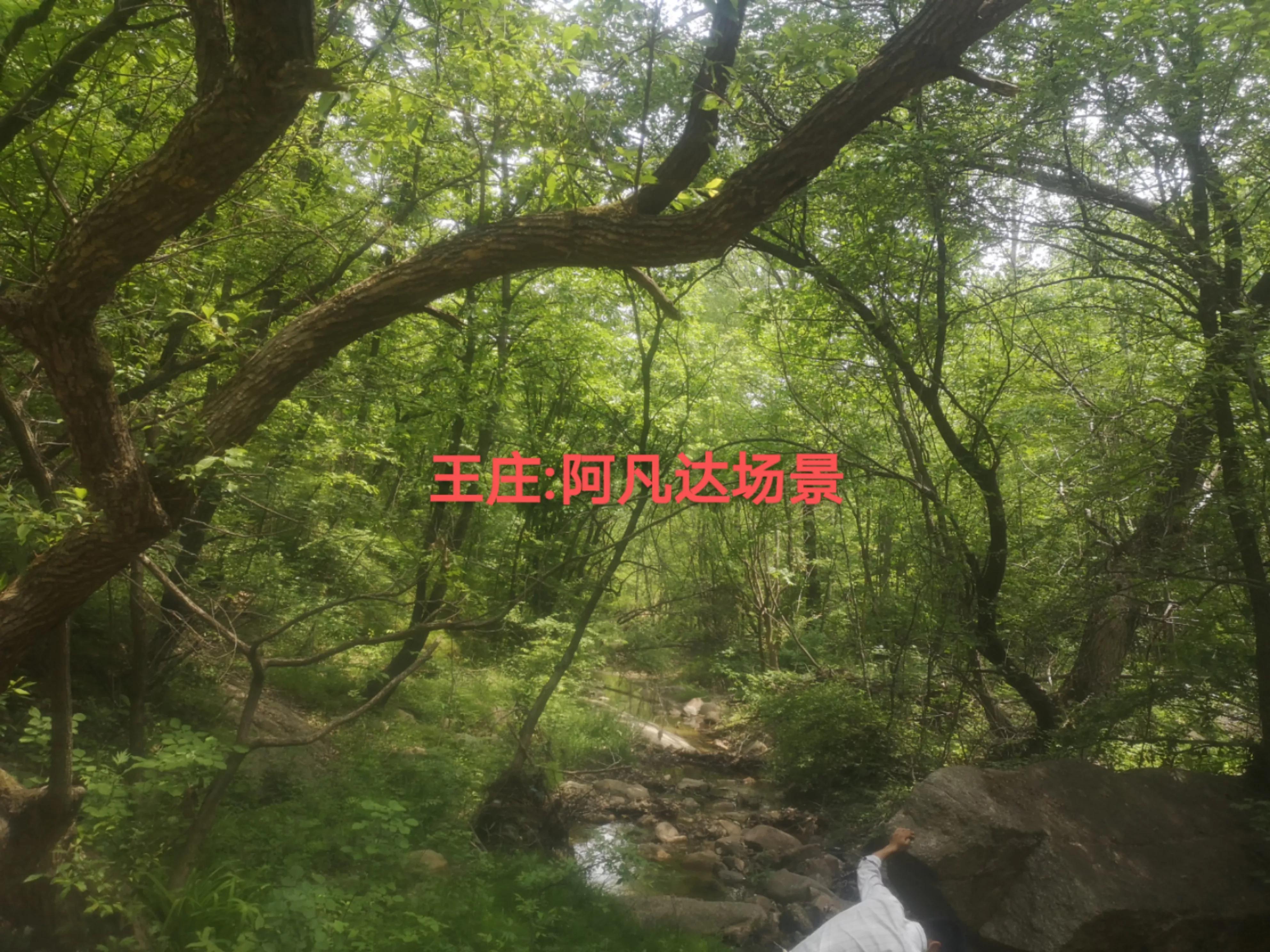 阿凡达中虚幻又真实的场景,阿凡达仙境片段