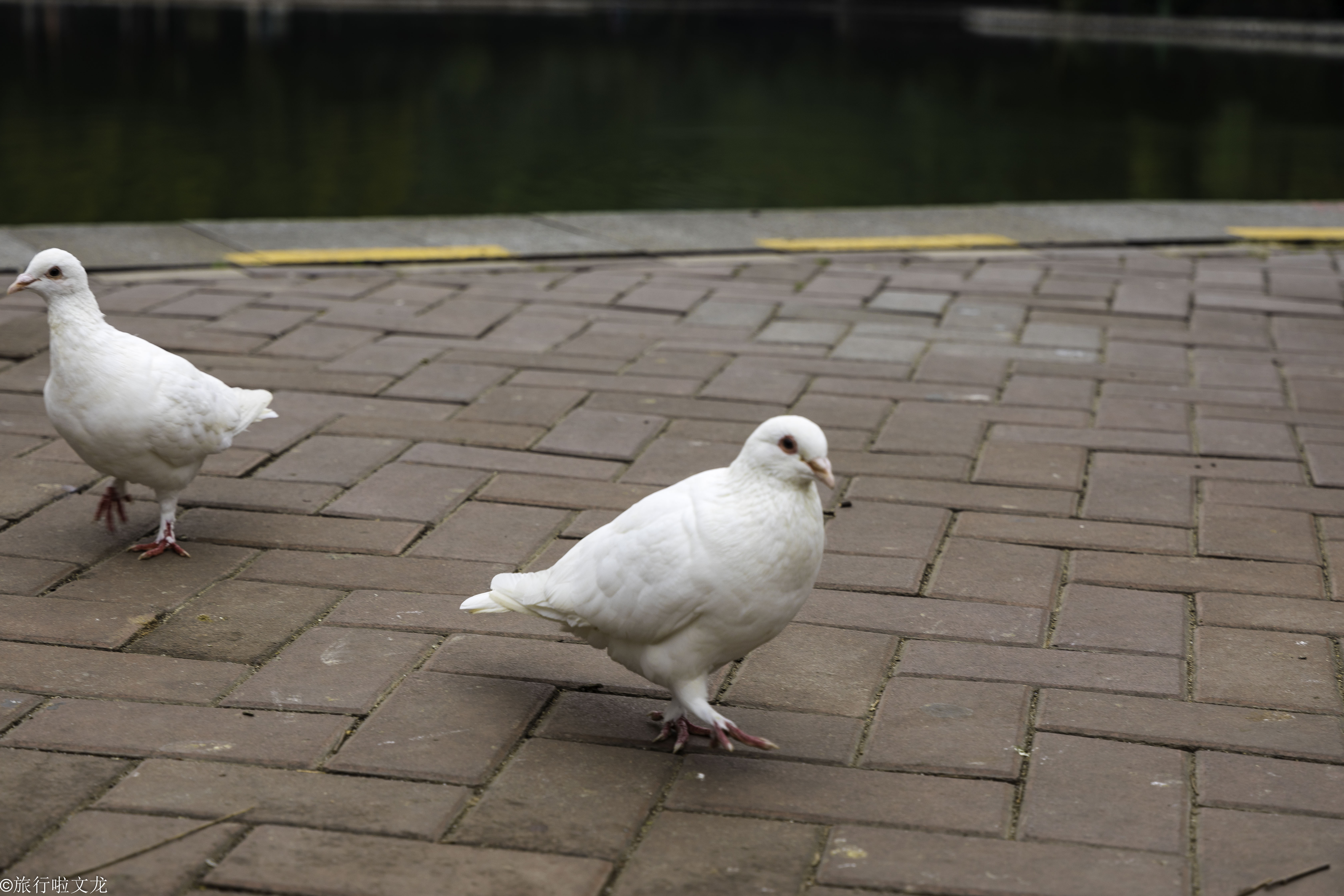 淮北相山公园好玩的项目,淮北相山公园里有什么好玩的