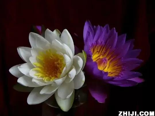 世界十大悲伤全部花语,花语代表悲伤的花有哪些