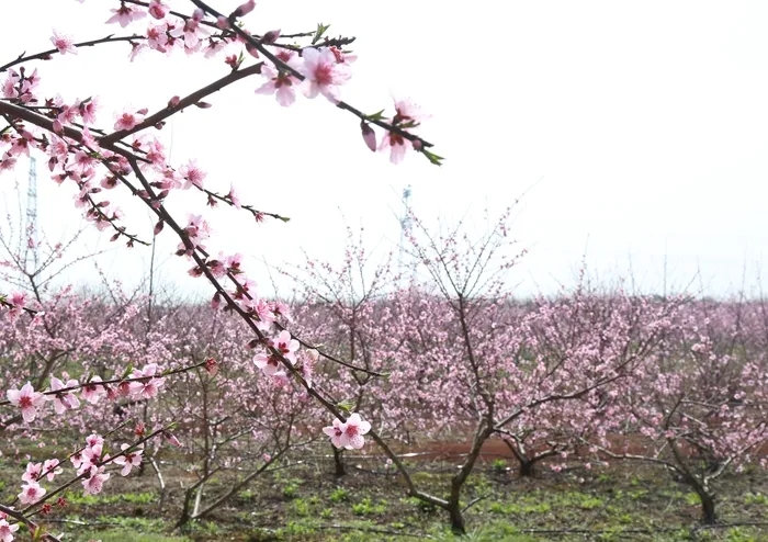 陶渊明诗中的桃花源在哪,陶渊明桃花源记中的桃源