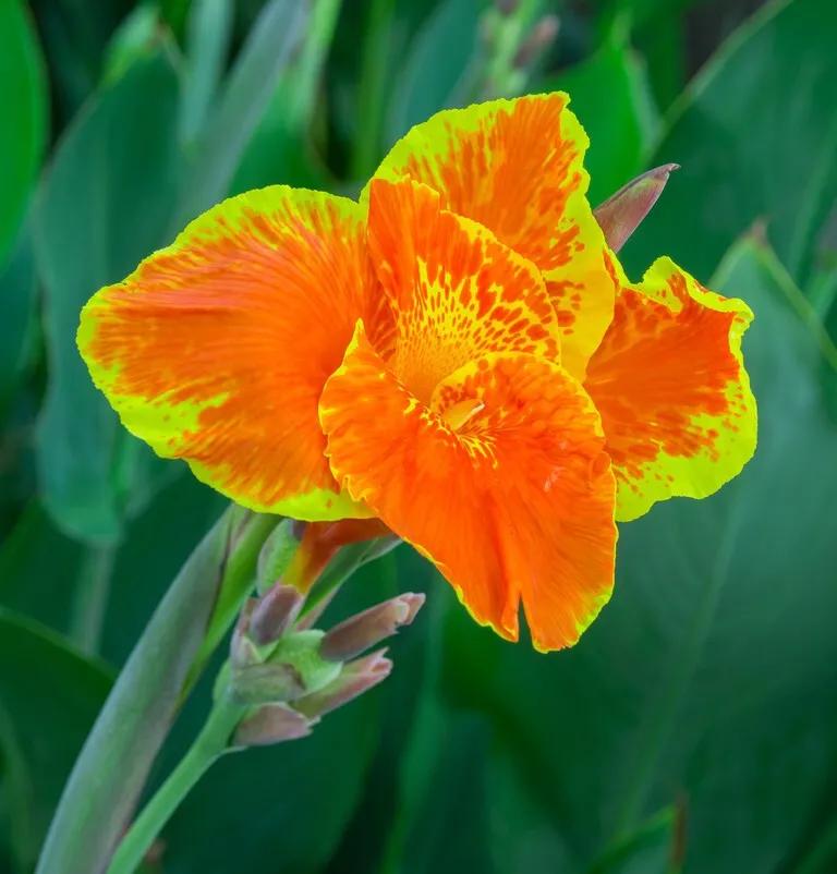 亭亭玉立一一艳艳的美人蕉（散文）