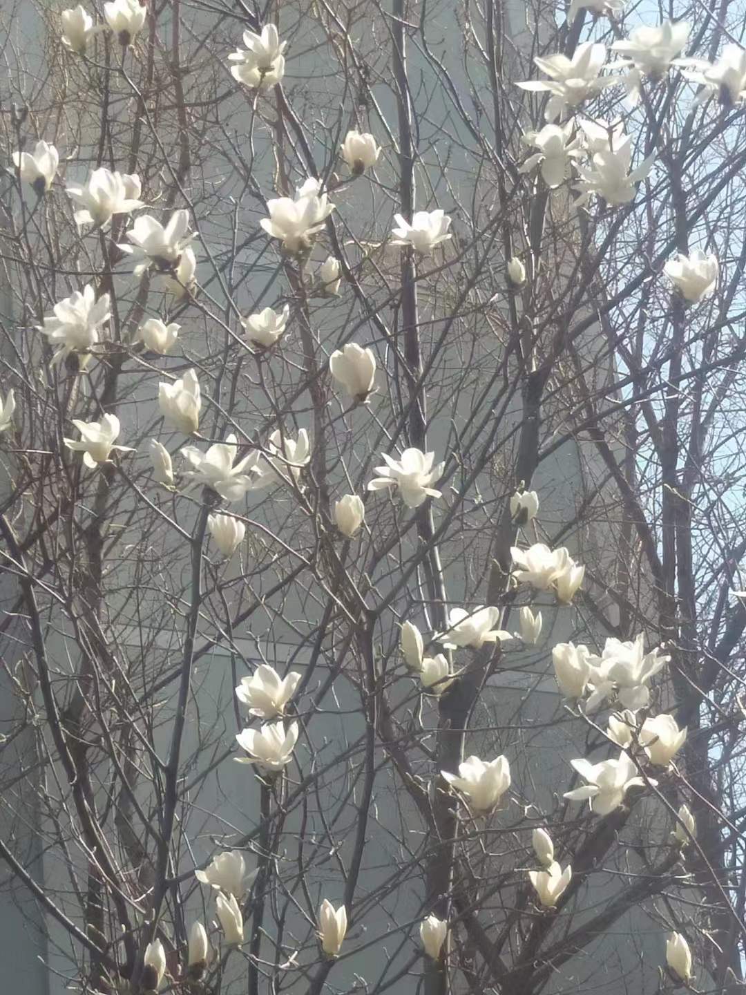 疫情里的大学校园：院长骑三轮车送饭，辣味零食成”硬通货“，上厕所要排号