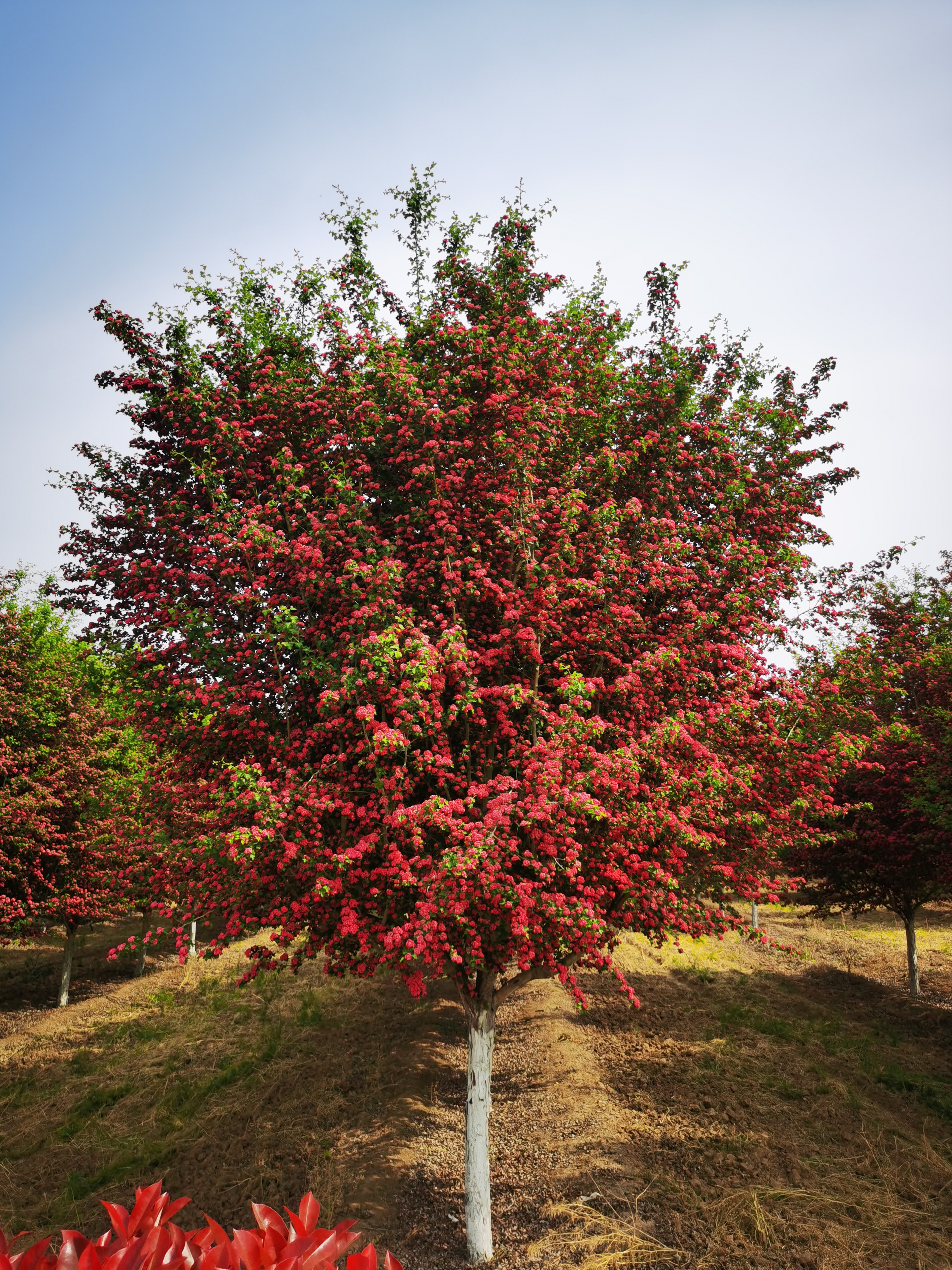 农村创业做什么最适合,乡镇小型创业项目