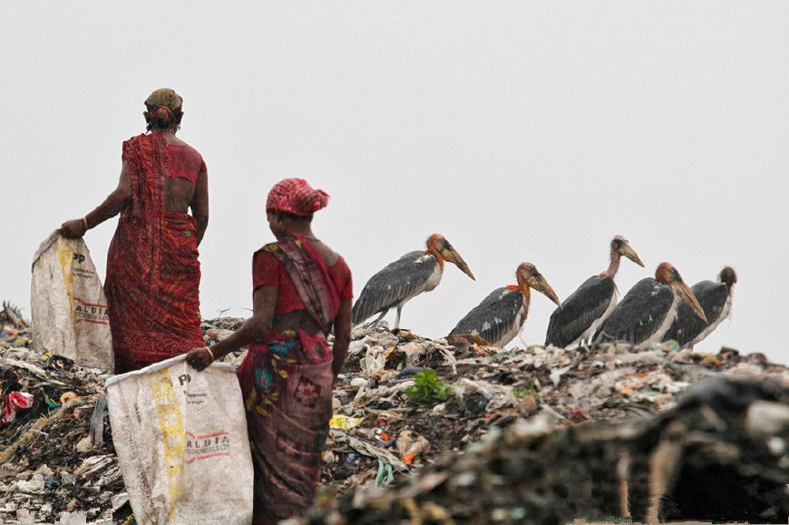 印度垃圾山养出巨鸟，比小孩还高，为何当地贫民吃垃圾也不吃它？