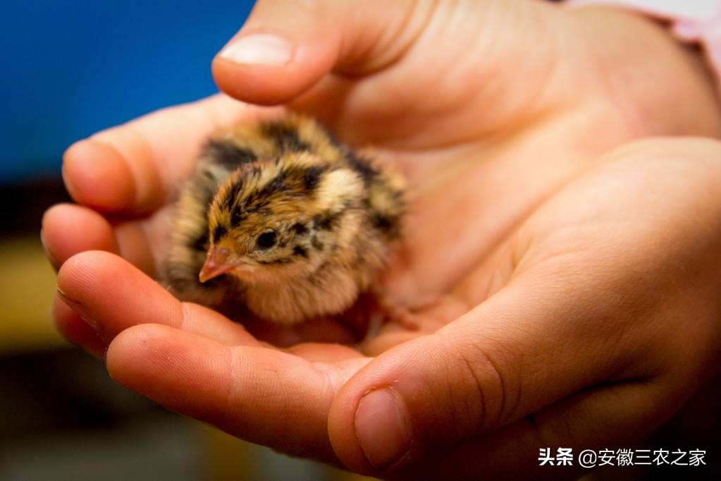 鹌鹑一年可以产多少枚蛋,5000只鹌鹑养大产蛋需要多少成本