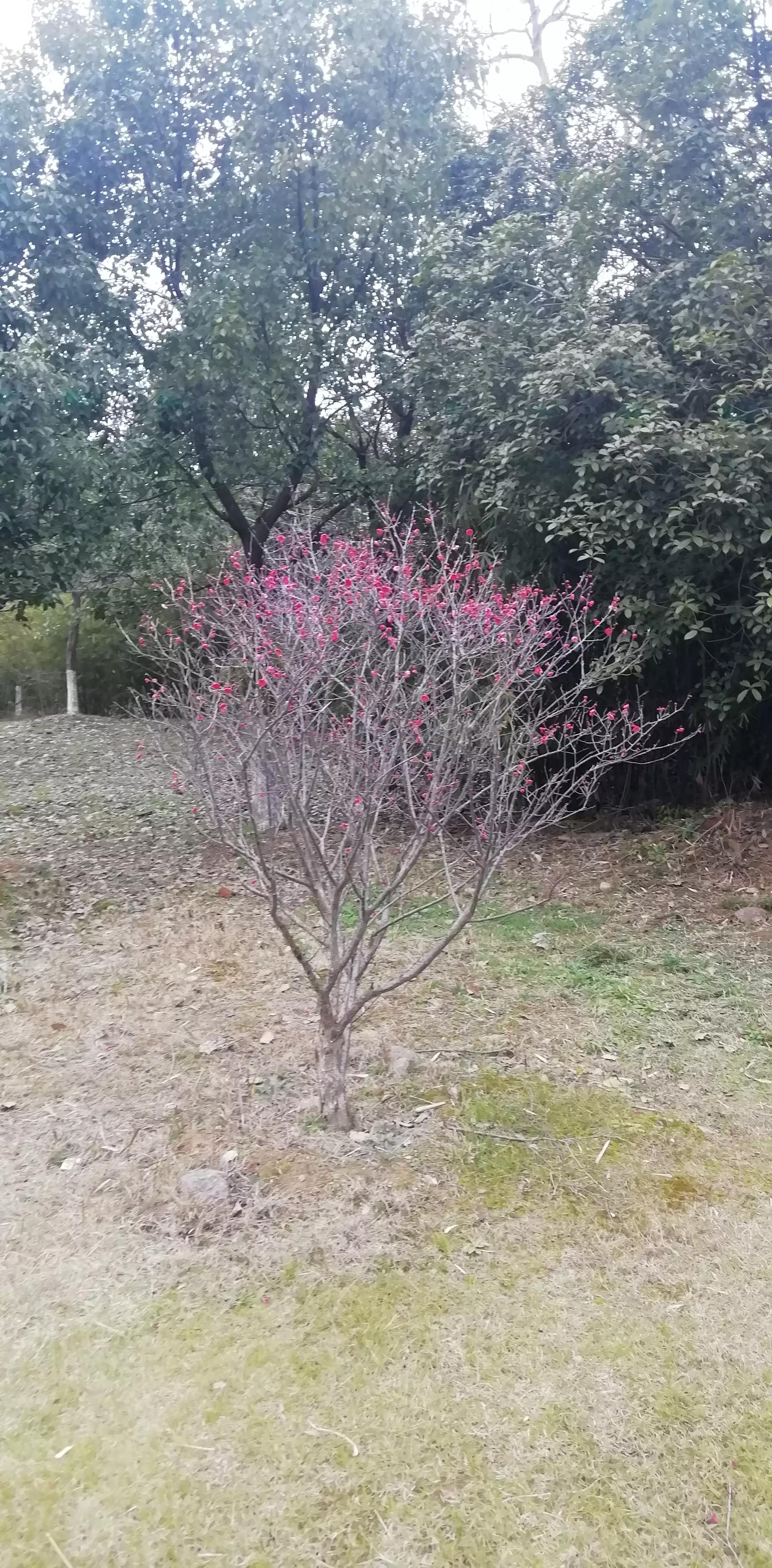 请投友们评论拍摄的怎么样？