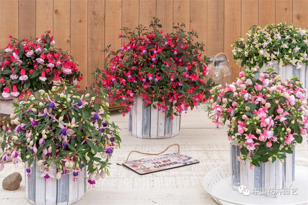 鑺卞崏鍝佺灞曠ず,鏂颁紭鑺卞崏鍝佺灞曠ず