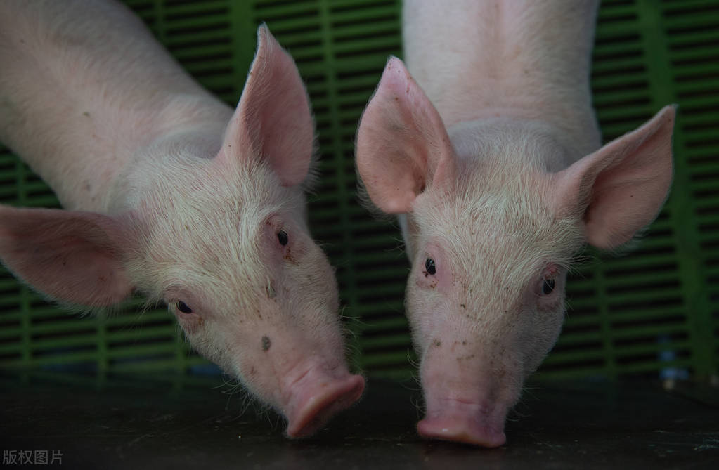 猪人工授精的步骤及注意事项,猪人工授精的常识和技巧